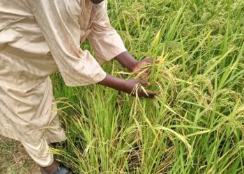 Ambaliya Ce Babbar Ƙalubalen Manoman Jigawa – Isa Billami