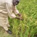 Ambaliya Ce Babbar Ƙalubalen Manoman Jigawa – Isa Billami