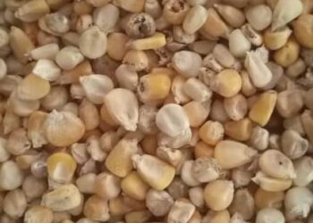 GURƁATACCEN HATSI: An Ja Hankalin Hukumomin Jihar Katsina