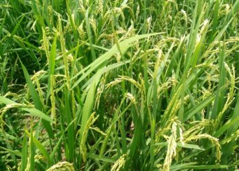 DAMINAR BANA: Mu Dai A Yankinmu Sai Godiya – Barden Kubau