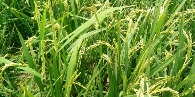 DAMINAR BANA: Mu Dai A Yankinmu Sai Godiya – Barden Kubau